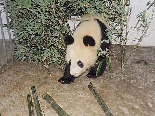 Fu Bao ist in China angekommen - wo ihm der Bambus schon schmeckt