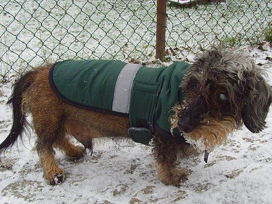 Wenn es stürmt und schneit, machen Hundemantel unter Umständen durchaus Sinn