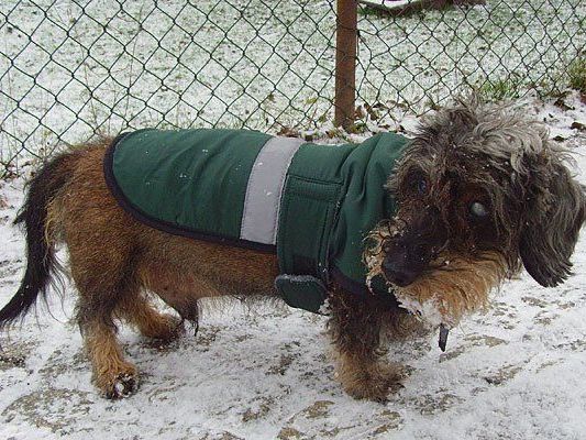 Wenn es stürmt und schneit, machen Hundemantel unter Umständen durchaus Sinn Wenn es stürmt und schneit, machen Hundemantel unter Umständen durchaus Sinn