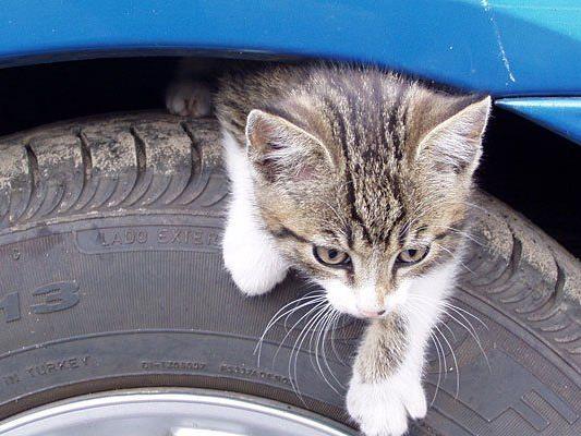 Wenn Katzen auf die Reifen oder in den Motorraum kriechen, droht Lebensgefahr