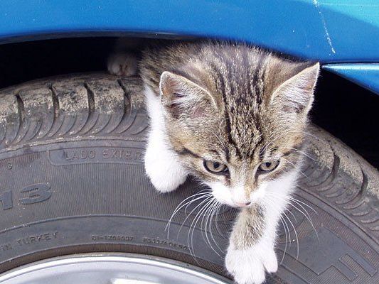 Wenn Katzen auf die Reifen oder in den Motorraum kriechen, droht Lebensgefahr