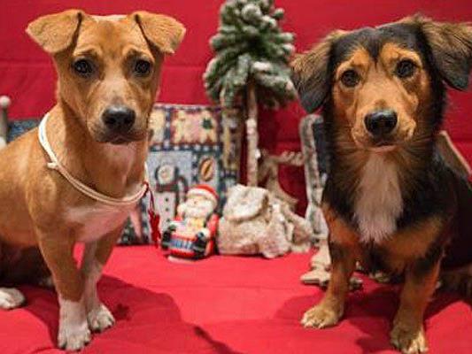 Weihnachtsfreuden für Vierbeiner bietet der 1. Hunde-Weihnachtsmarkt Wiens
