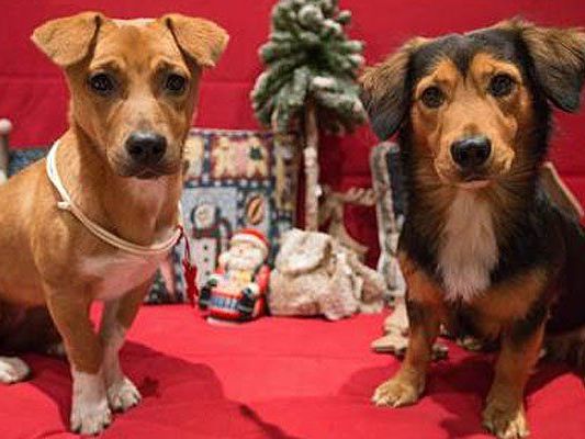 Weihnachtsfreuden für Vierbeiner bietet der 1. Hunde-Weihnachtsmarkt Wiens Weihnachtsfreuden für Vierbeiner bietet der 1. Hunde-Weihnachtsmarkt Wiens