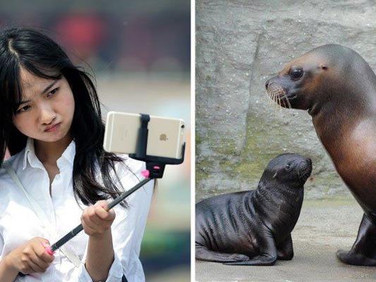 Mähnenrobben im Tiergarten Schönbrunn dürfen künftig nicht mehr mit einem Selfie-Stick fotografiert werden
