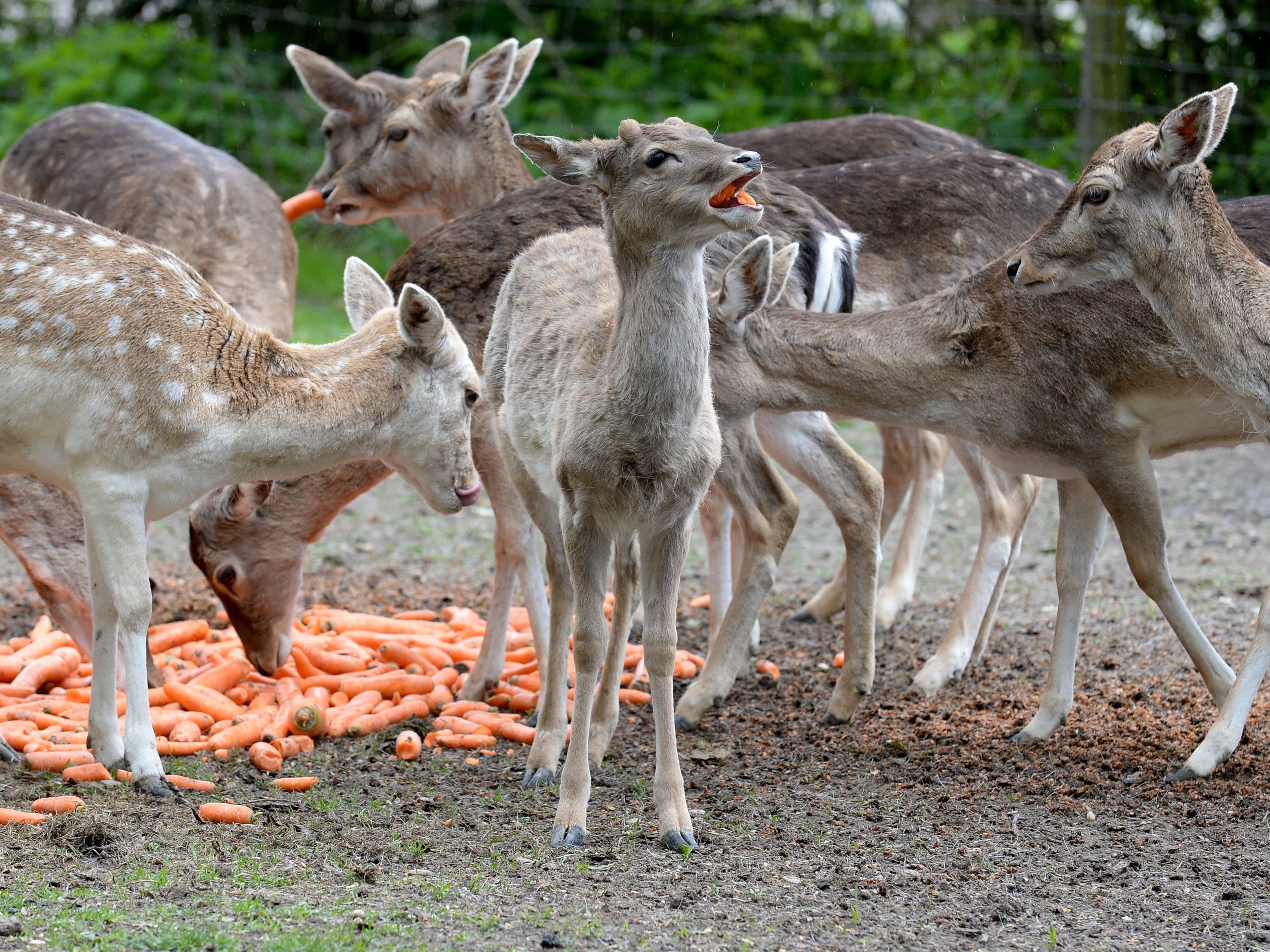 Die Jägerschaft spricht sich gegen Geburtenkontrolle mit Präparaten im Lainzer Tiergarten aus.