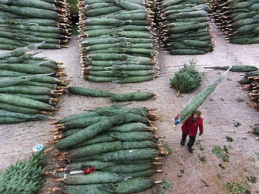 Christbäume: Das Hauptgeschäft ist bereits vorbei