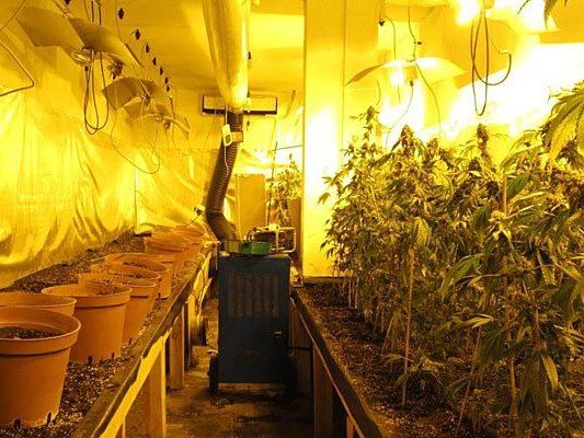 Diese riesige Cannabis-Plantage wurde direkt neben dem Polizei-Areal betrieben Diese riesige Cannabis-Plantage wurde direkt neben dem Polizei-Areal betrieben