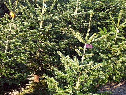 Auch das Christkind muss sich beim Christbaum-Transport an Vorschriften halten. Auch das Christkind muss sich beim Christbaum-Transport an Vorschriften halten.