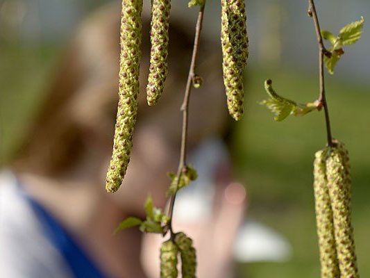 Verrückt: Pollenflug macht momentan Allergikern zu schaffen