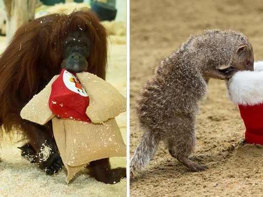 Im Tiergarten Schönbrunn sorgen Nikolo-Sackerl und -Stiefel für einen lustigen Zeitvertreib