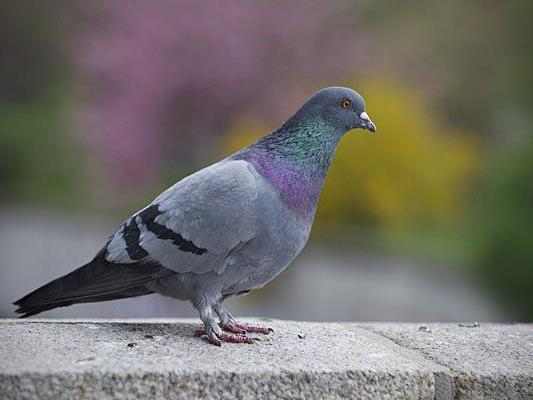 Ein Problem: Die Tauben am Parlament in Wien
