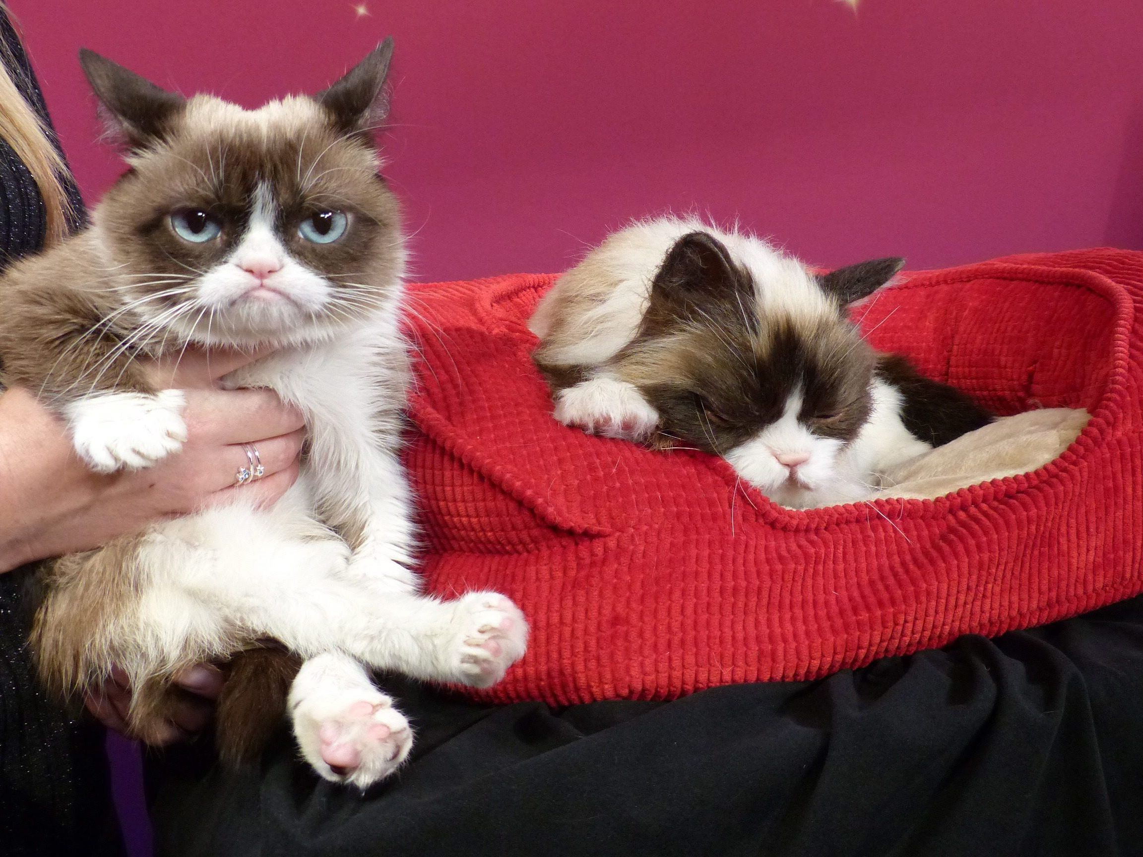 "Grumpy Cat" st längst ein Internet-Star mit Facebook-Fans und YouTube-Videos. Nun ist sie auch noch "First Cat" bei Madame Tussauds. "Grumpy Cat" st längst ein Internet-Star mit Facebook-Fans und YouTube-Videos. Nun ist sie auch noch "First Cat" bei Madame Tussauds.