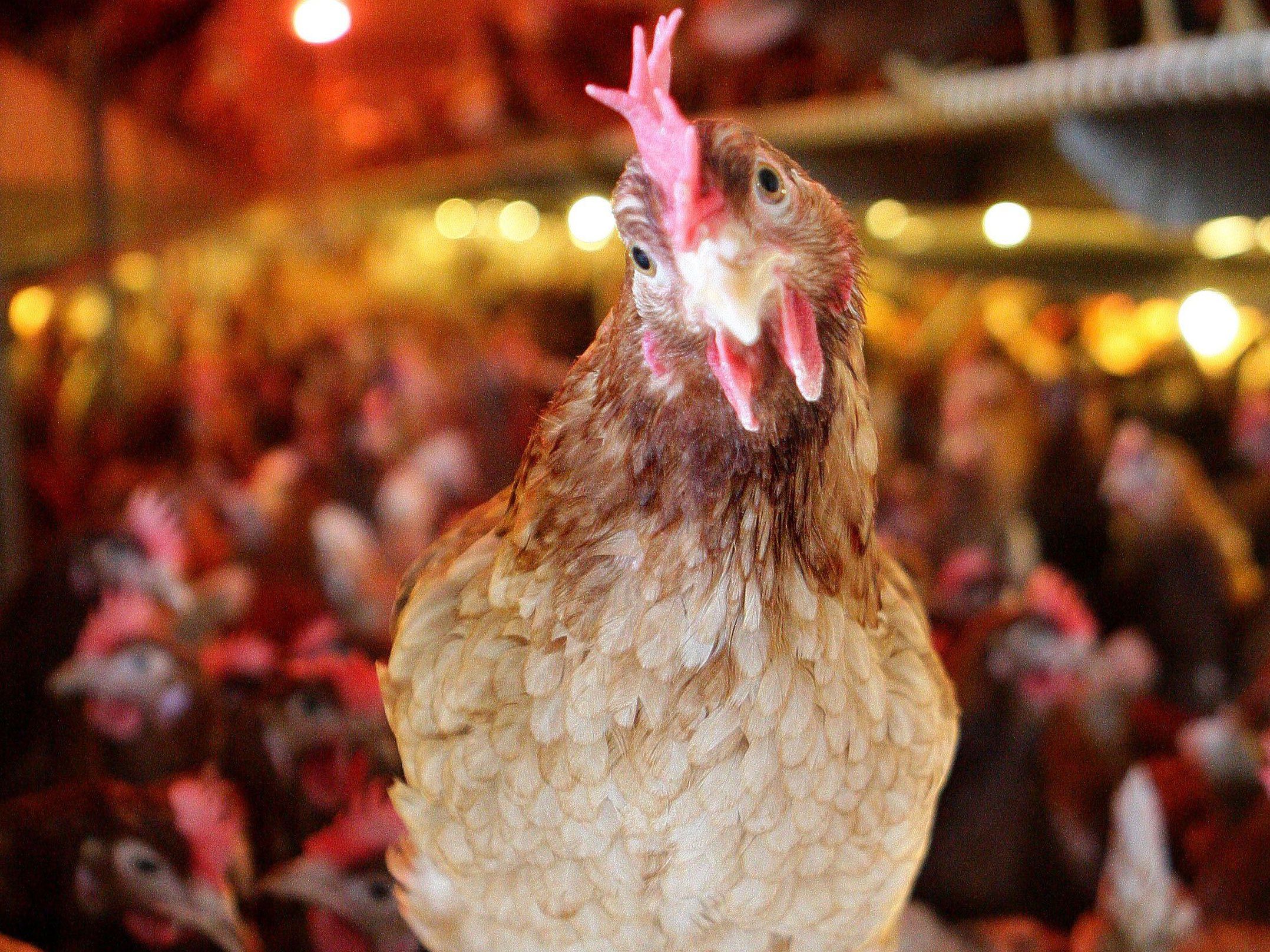 Huhn unversehrt zurückgebracht. Huhn unversehrt zurückgebracht.