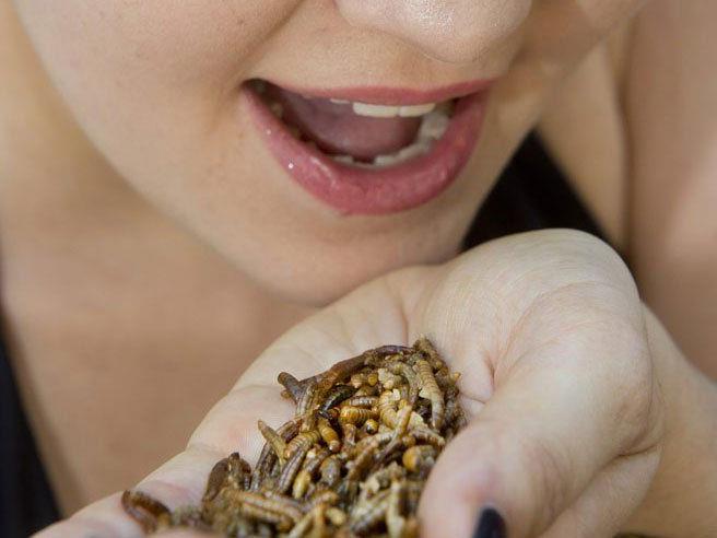 Insekten zum Essen sind bald online verfügbar.