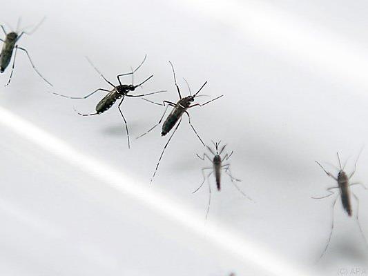 Brutstätten der Stechmücken sollen ausgemerzt werden