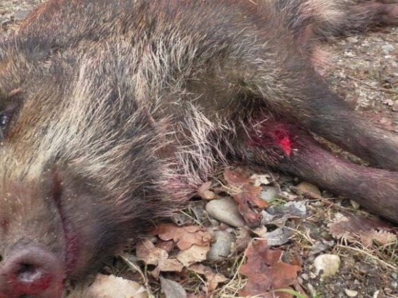 In Mayr-Melnhofs Gatter in Anthering werden auch Wildschweine gejagt und getötet.