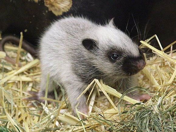 Die neu geborene Riesenborkenratte Die neu geborene Riesenborkenratte