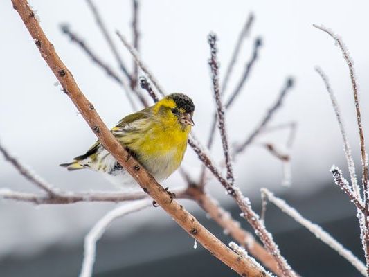 Erlenzeisig sorgt für Überraschung bei der Vogelzählung