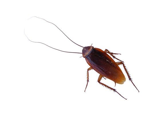 100 verschiedene Krabbeltiere sind laut US-Studie in einem Haushalt unterwegs - keine Panik, die wenigsten von ihnen sind Schädlinge. 100 verschiedene Krabbeltiere sind laut US-Studie in einem Haushalt unterwegs - keine Panik, die wenigsten von ihnen sind Schädlinge.