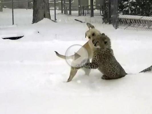 Dieser Gepard und der Labrador sind Freunde fürs Leben.