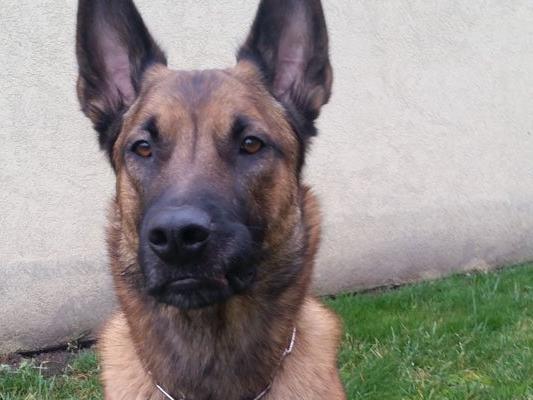 Polizeihund „Yoda“ erschnüffelt Suchtmittel nach Deal am Praterstern
