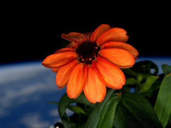 ISS-Astronauten lassen erste Blume im All erblühen.