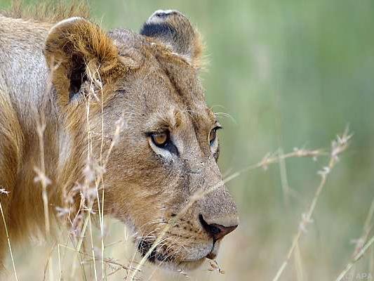 Unbekannte Populationen sind für den Löwenbestand sehr wichtig
