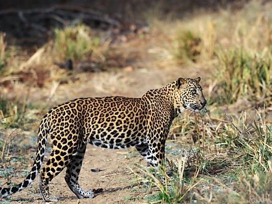 Angst vor Leoparden in Bangalore