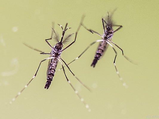 Gelbfiebermücke überträgt Zika-Virus