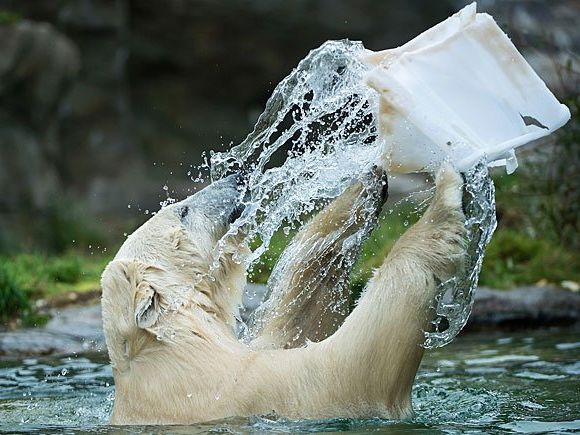 Eisbärenweibchen Lynn beim Spielen