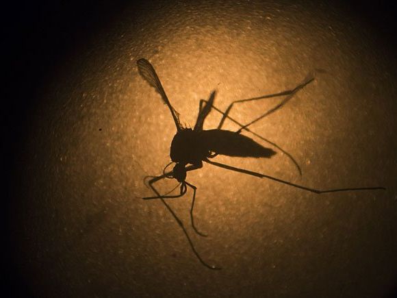 Gegen das Zika-Virus wurde eine "Verhütungsmethode für Insekten" in Seibersdorf entwickelt Gegen das Zika-Virus wurde eine "Verhütungsmethode für Insekten" in Seibersdorf entwickelt