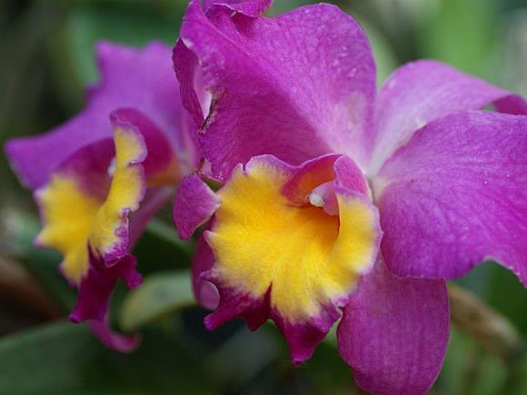 Internationale Orchideenschau vom 20. bis 28. Februar 2016 in den Blumengärten Hirschstetten