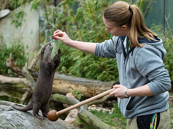 Tierpflegerin Melanie Hahn beim Otter-Training Tierpflegerin Melanie Hahn beim Otter-Training
