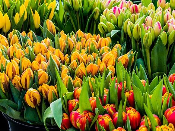 Herrliche Tulpen in leuchtenden Farben - mit diesen Blumen liegt man heuer zum Valentinstag goldrichtig