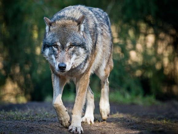 Ein Wolf hat im Waldviertel sehr wahrscheinlich vier Rehe gerissen
