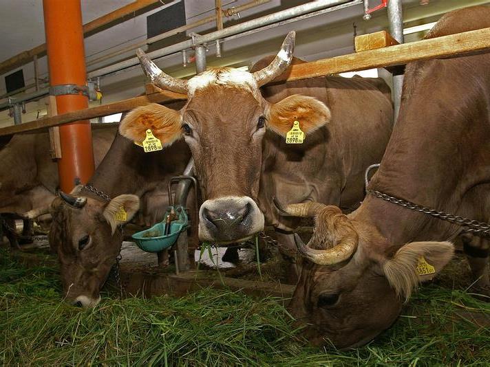 Auf vielen Bauernhöfen grassiert die Angst vor Rinder-TBC