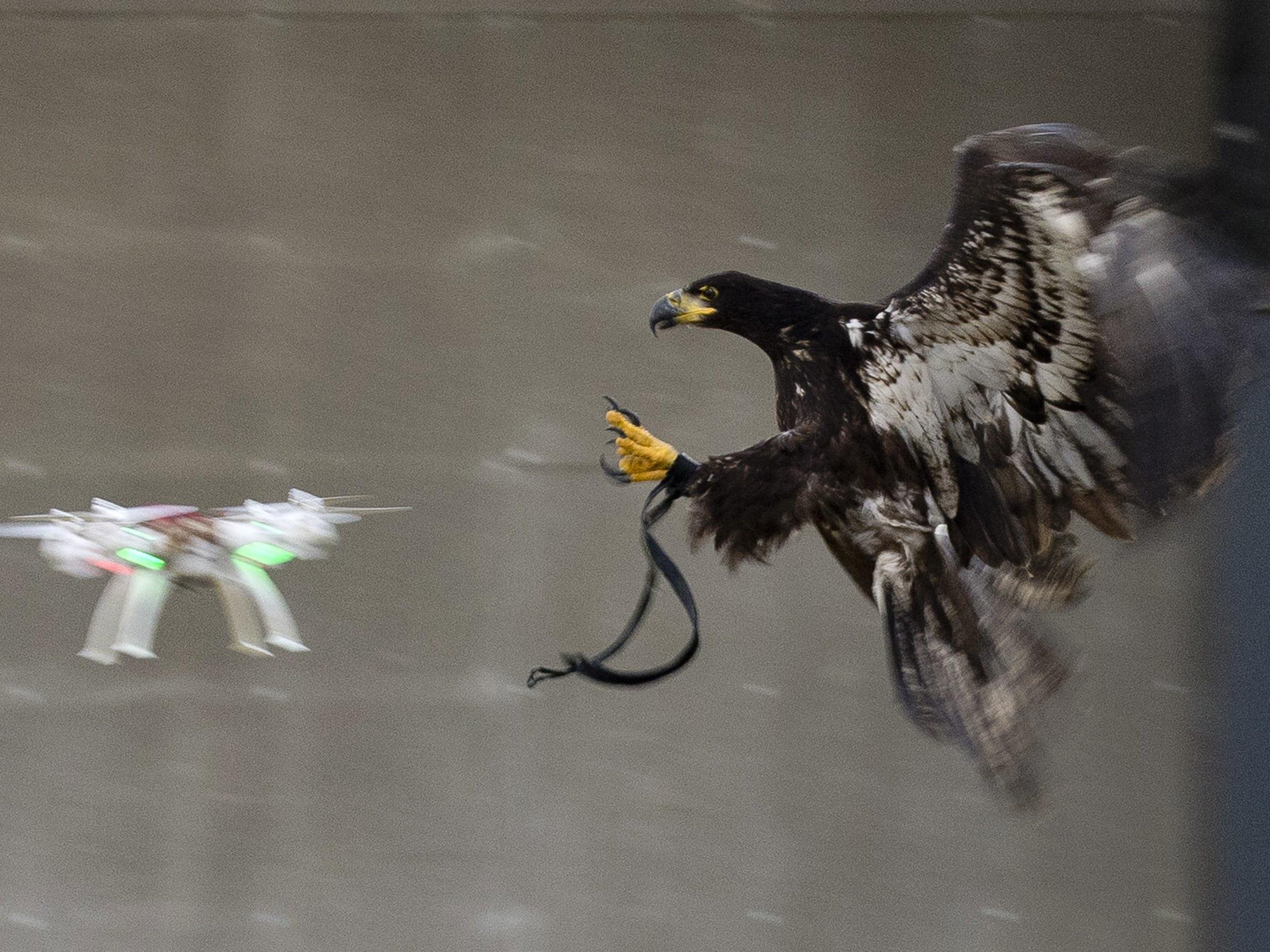 Niederlande: Raubvögel als Waffe gegen feindliche Drohnen