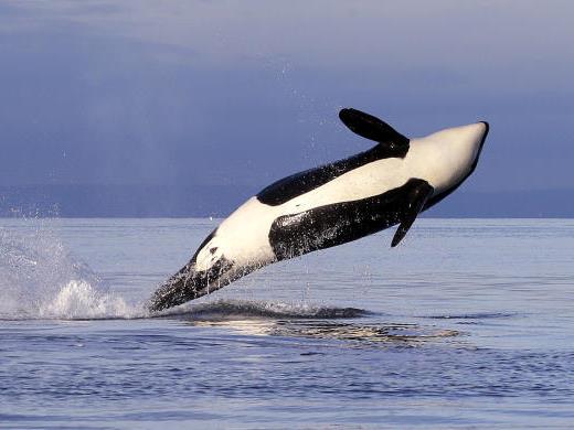 In den Weltmeeren seien Orcas aber nicht selten.