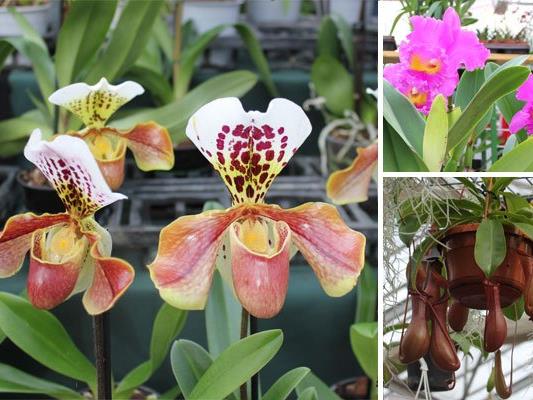 Orchideen sind bekannt für ihre vielfältigen Erscheinungsformen.