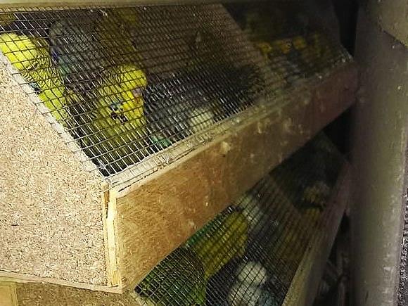 Diese in Kisten und Schachteln verwahrten Hühner, Tauben und Ziervögel wurden in Penzing gefunden