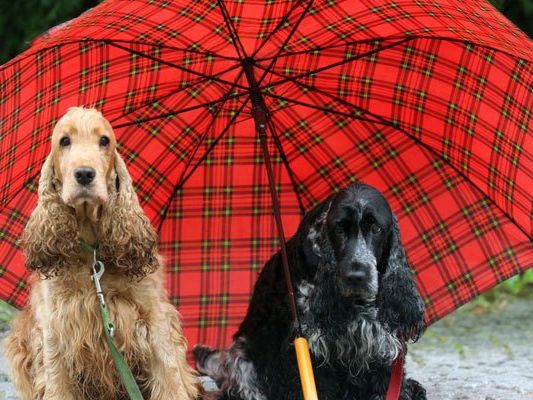Den Regenschirm sollte man am Wochenende griffbereit haben. Den Regenschirm sollte man am Wochenende griffbereit haben.