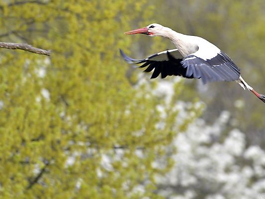 Der erste Storch ist da