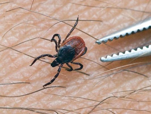 Weniger Österreicher sind gegen FSME geschützt. Weniger Österreicher sind gegen FSME geschützt.