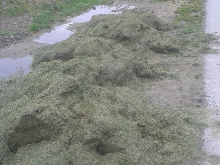 Lea Wüstner empfindet die die Graslagerung im Rheinvorland als Zumutung. Lea Wüstner empfindet die die Graslagerung im Rheinvorland als Zumutung.