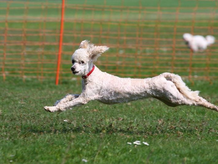 Hunde rennen im K.o.-Sytem um die Wette Hunde rennen im K.o.-Sytem um die Wette