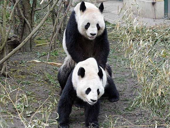 Frühlingshaft Liebe gemacht wurde bei den Schönbrunner Pandas
