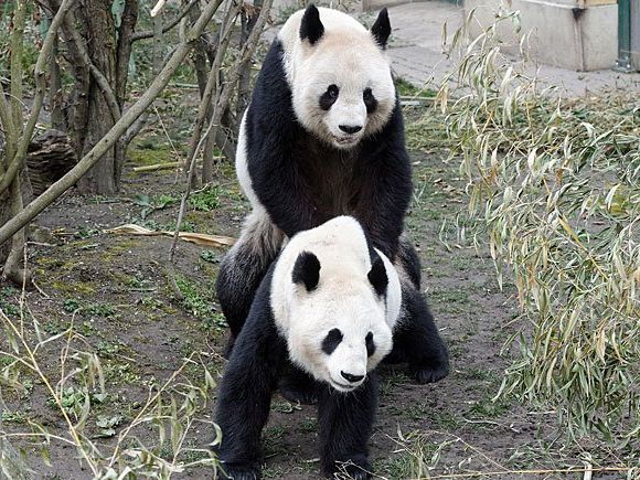 Frühlingshaft Liebe gemacht wurde bei den Schönbrunner Pandas Frühlingshaft Liebe gemacht wurde bei den Schönbrunner Pandas