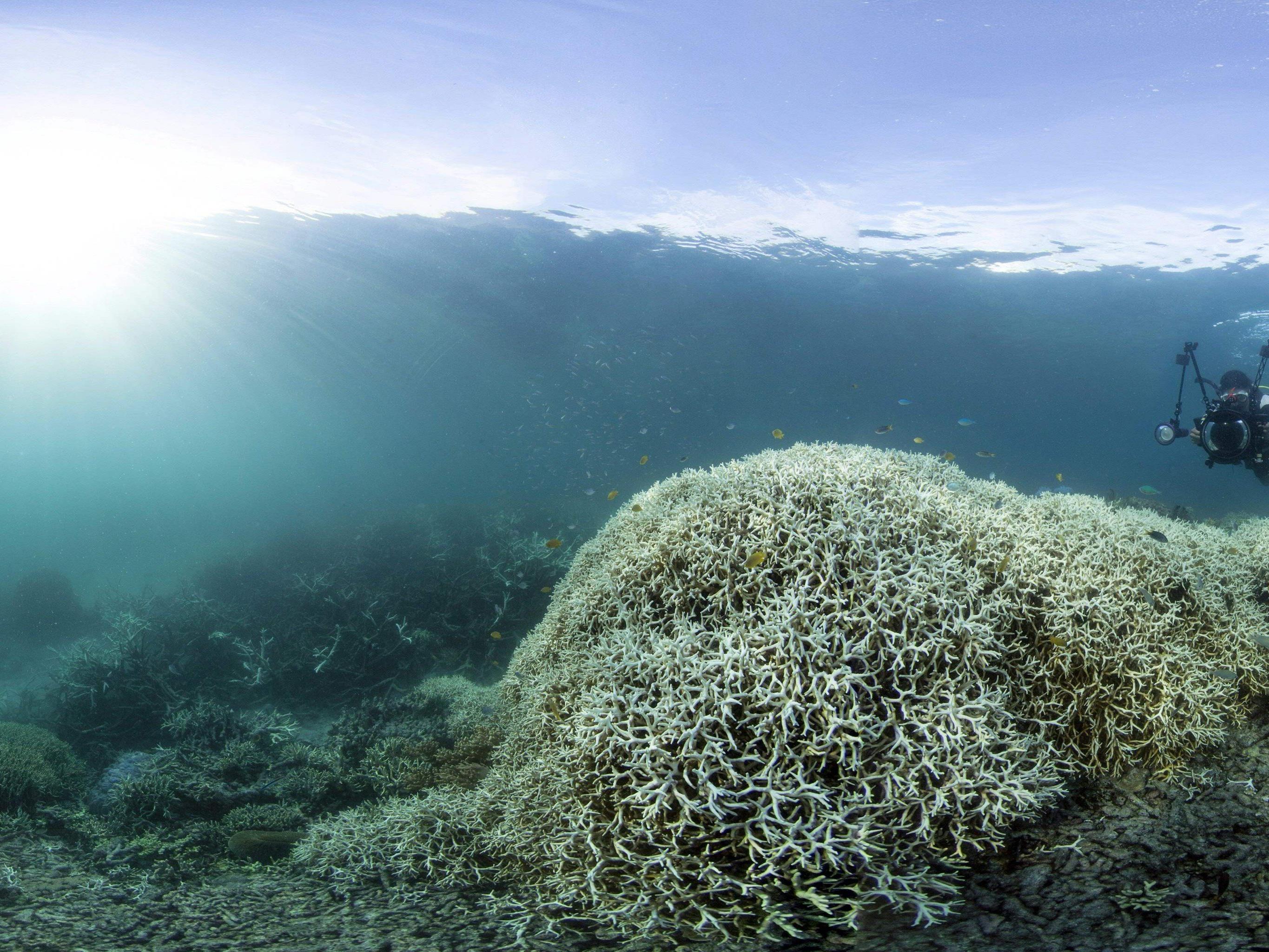 Massive Korallenbleiche: Am Great Barrier Reef schrillen die Alarmglocken.