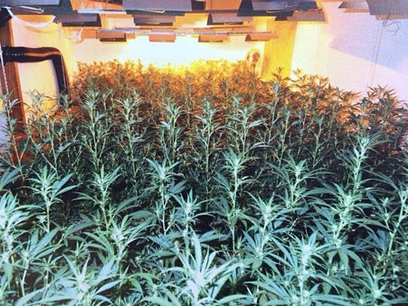 Eine umfangreiche Cannabis-Plantage wurde entdeckt