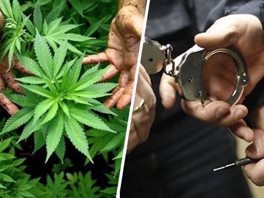 Cannabisblüten um 12.000 Euro verkauft - 33-Jähriger festgenommen